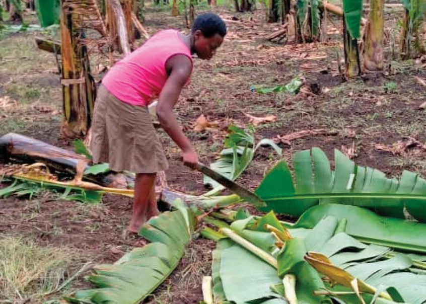 Controlling Banana Disease In The East African Highlands Considering Gender Norms In Guiding